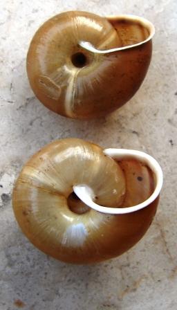 Chilostoma achates