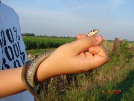 Giovane Coluber viridiflavus