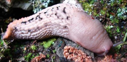 Limax tipo Limax aldrovandi Moquin-Tandon 1855 da Orrido di Botri (LU)