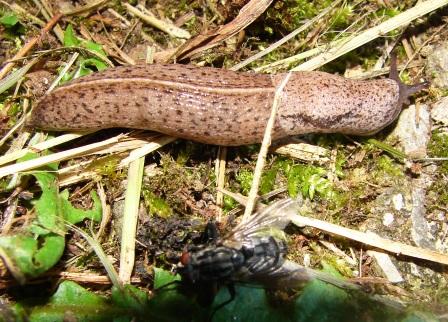 Limax aldrovandi Moquin-Tandon 1855 - Tandonia - Arion da Pracchia (PT)