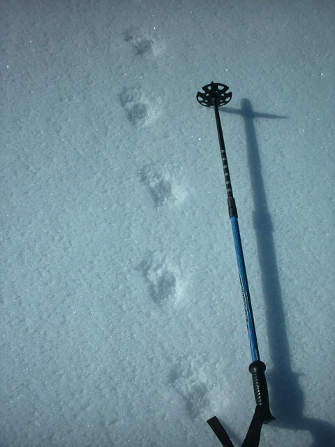 orme sull''etna lepre-coturnice- volpe