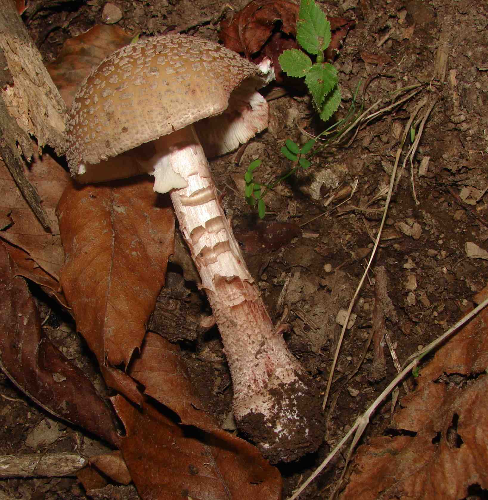 Amanita rubescens?