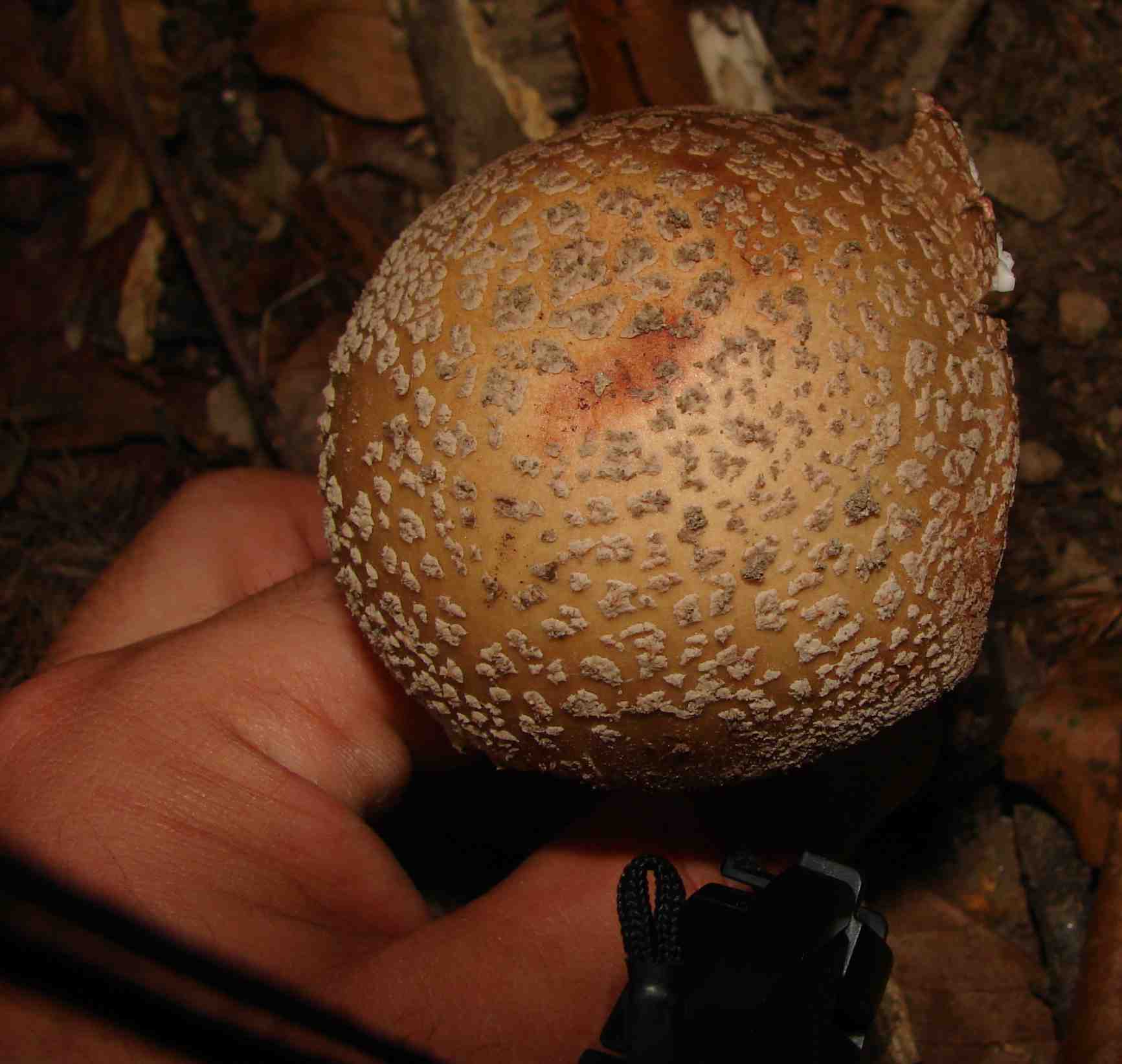 Amanita rubescens?