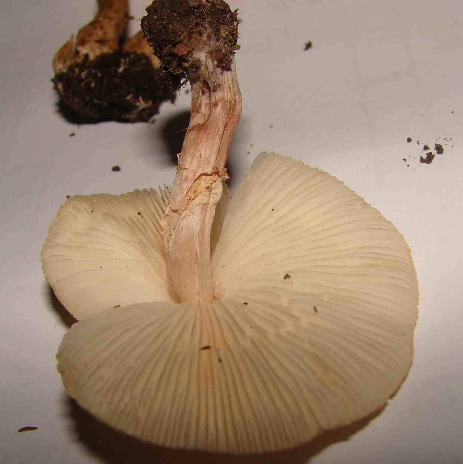 Lepiota?