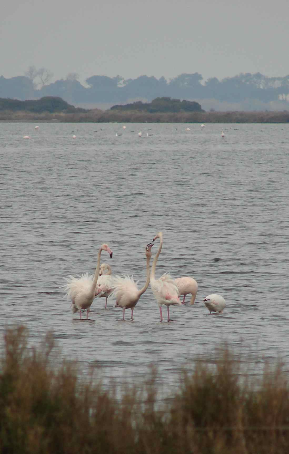 Laguna di Orbetello