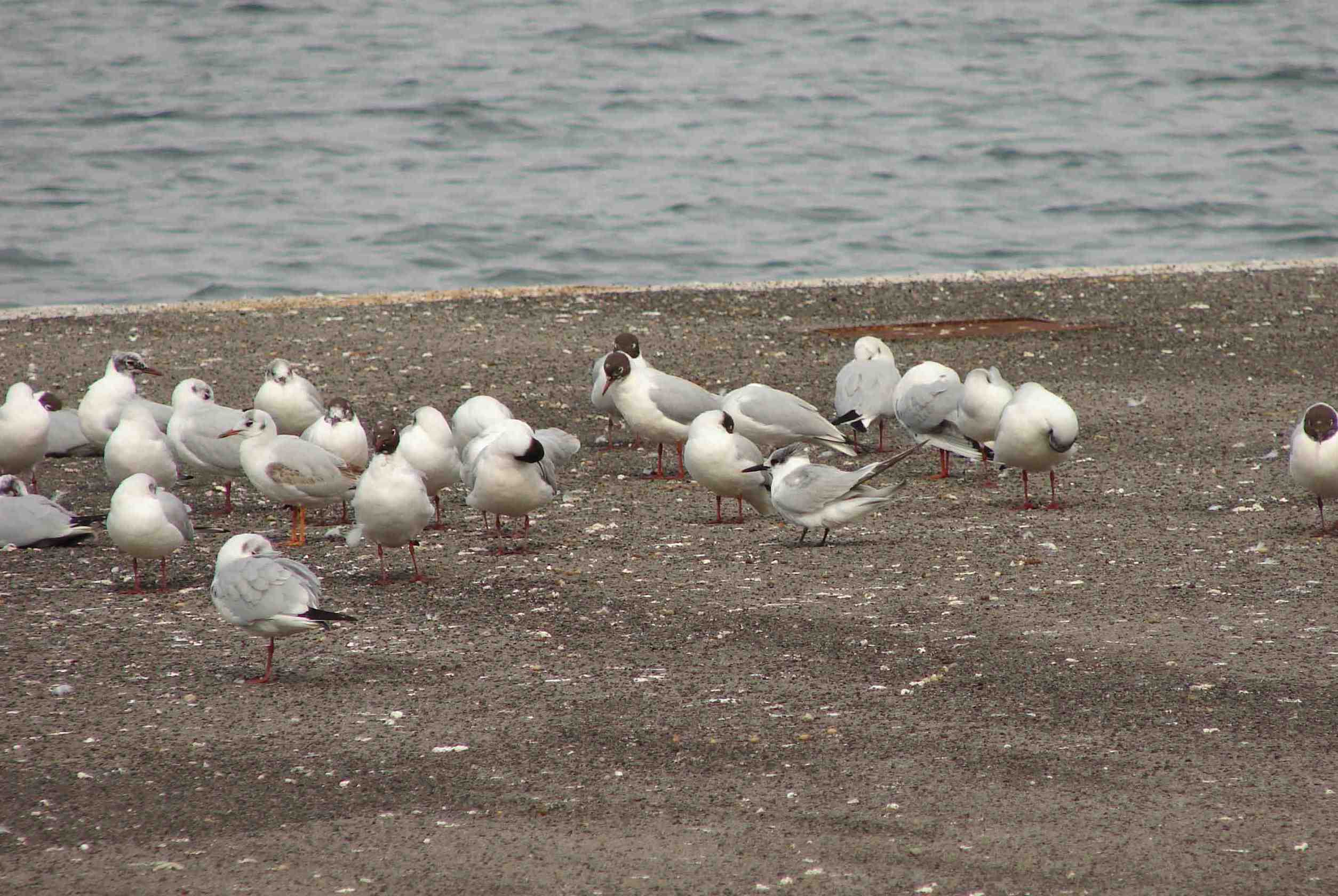 Laguna di Orbetello