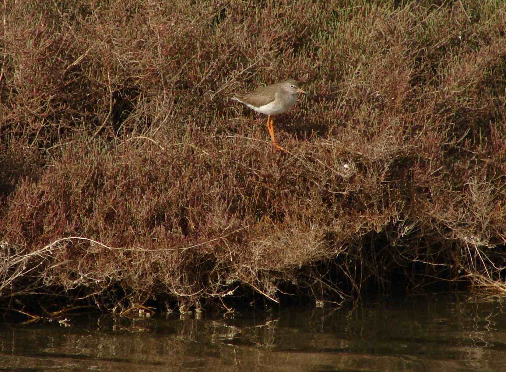 Laguna di Orbetello