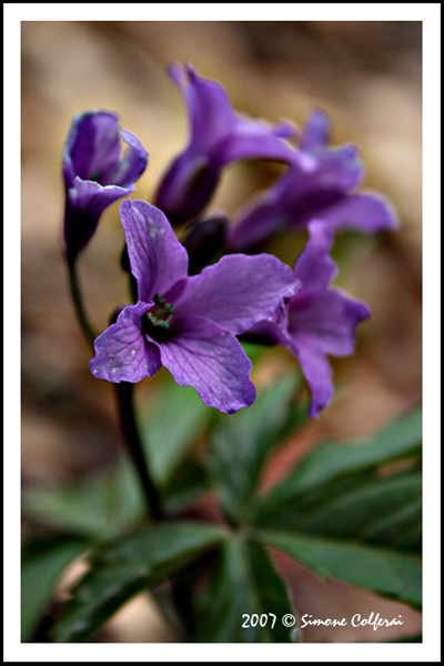 Cardamine pentaphyllos