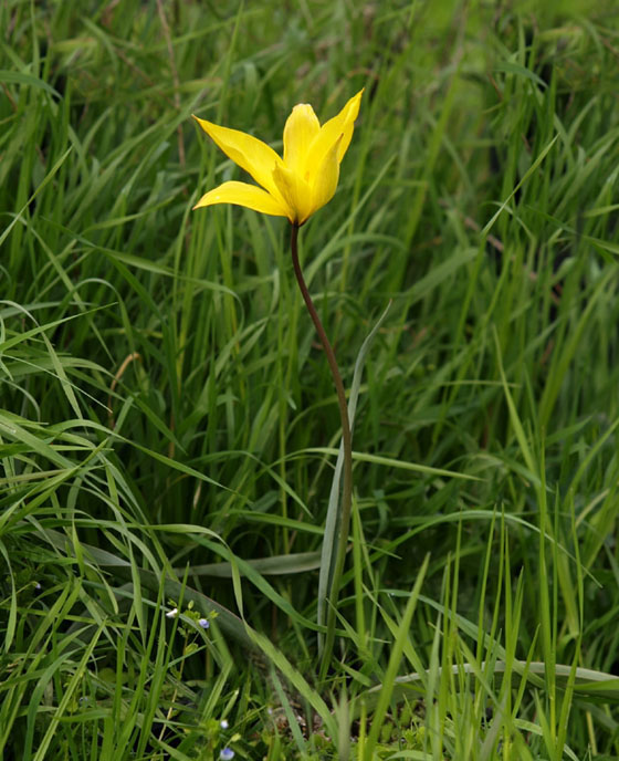 Tulipa  sylvestris / Tulipano dei campi