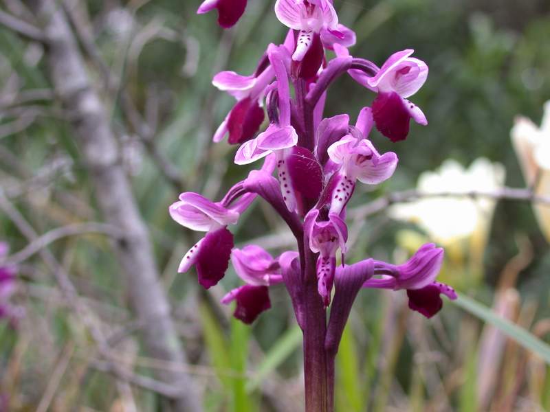 Anacamptis longicornu