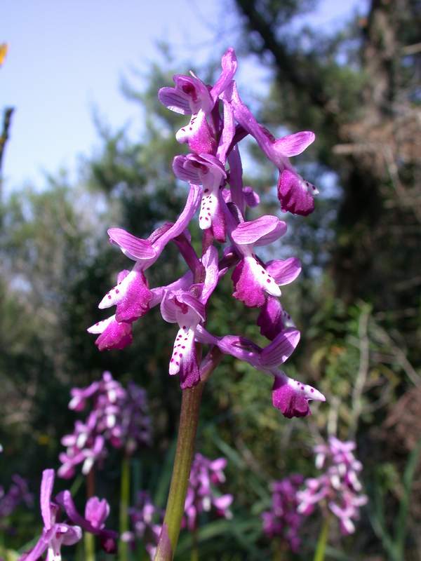 Anacamptis longicornu