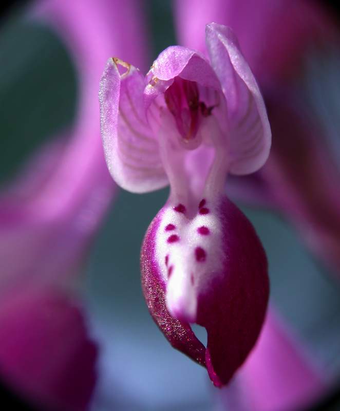 Anacamptis longicornu