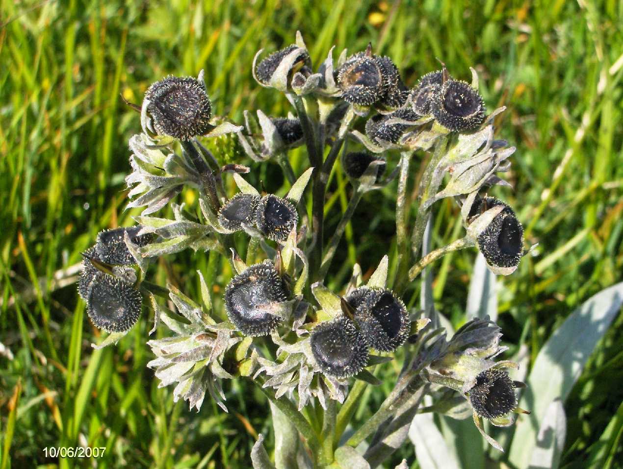 Cynoglossum magellense / Cinoglosso della Majella