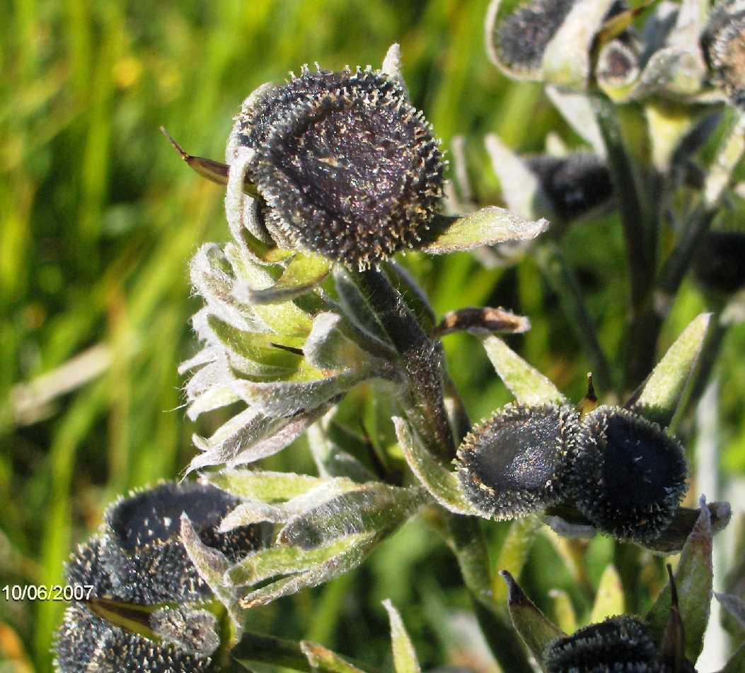 Cynoglossum magellense / Cinoglosso della Majella