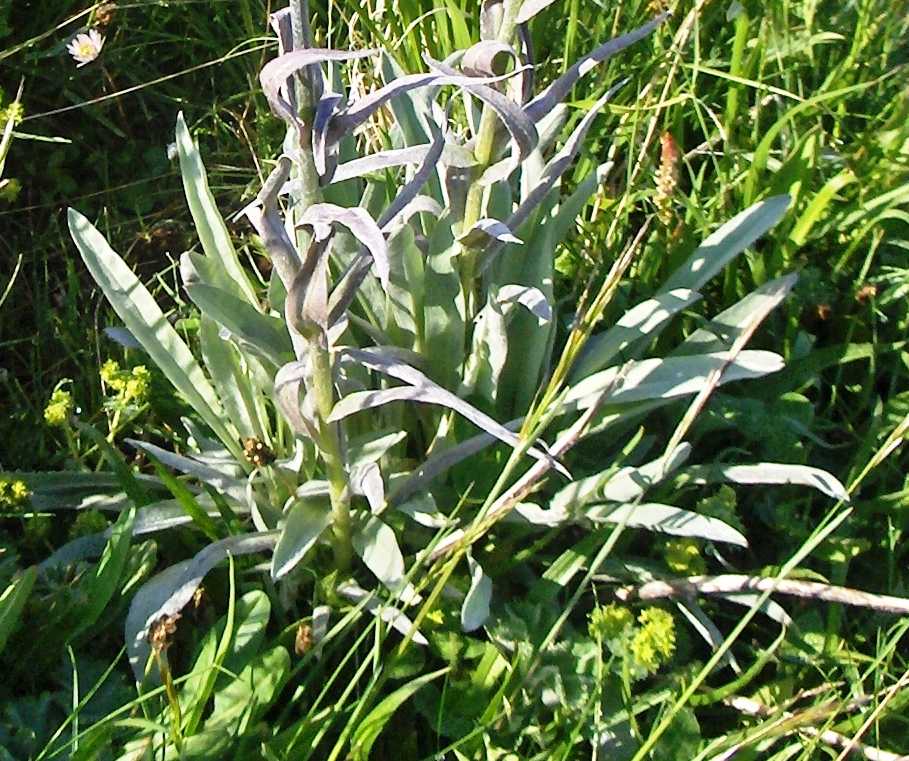 Cynoglossum magellense / Cinoglosso della Majella