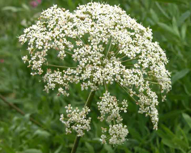 Siler montanum (=Laserpitium siler) / Laserpizio sermontano