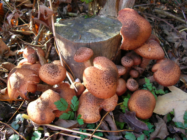 chiodini tedeschi...(Armillaria ostoyae)