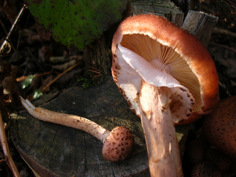 chiodini tedeschi...(Armillaria ostoyae)