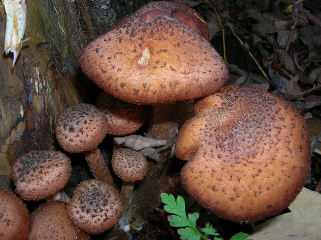 chiodini tedeschi...(Armillaria ostoyae)