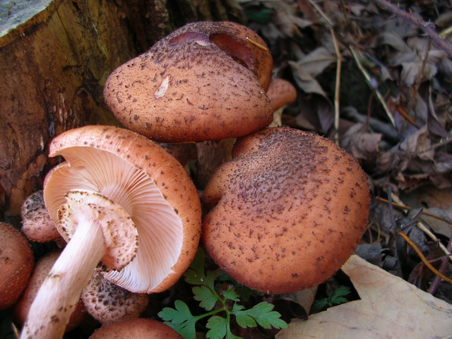 chiodini tedeschi...(Armillaria ostoyae)