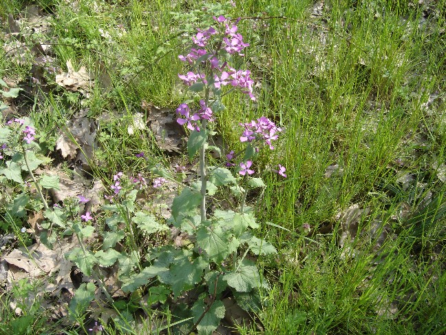 Lunaria annua / Medaglie del Papa