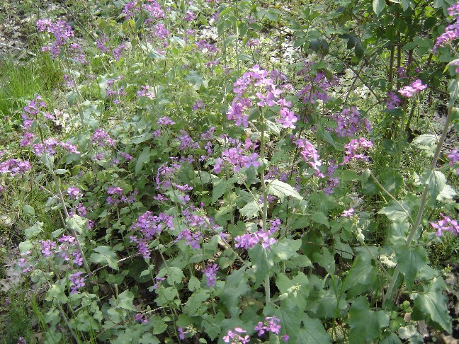 Lunaria annua / Medaglie del Papa