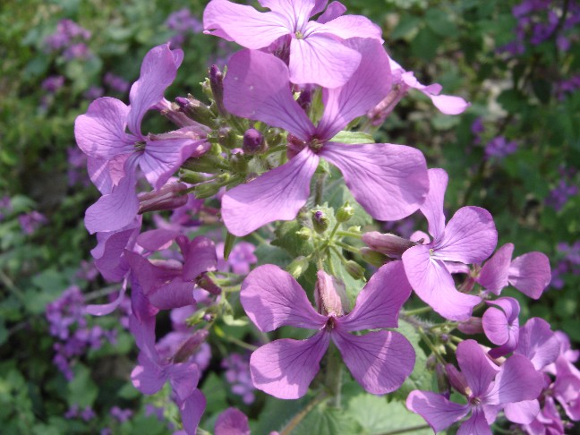 Lunaria annua / Medaglie del Papa