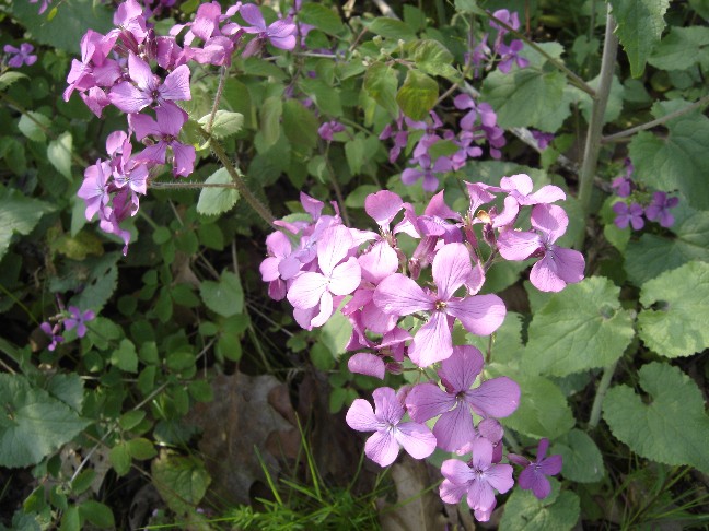 Lunaria annua / Medaglie del Papa