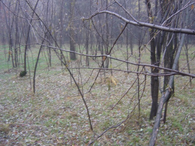 Uscita nei boschi della Brianza (Armillaria mellea)