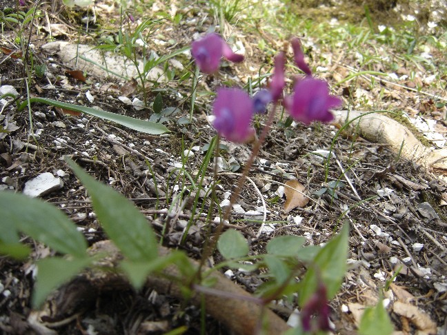 Fiori lilla - Lathyrus vernus