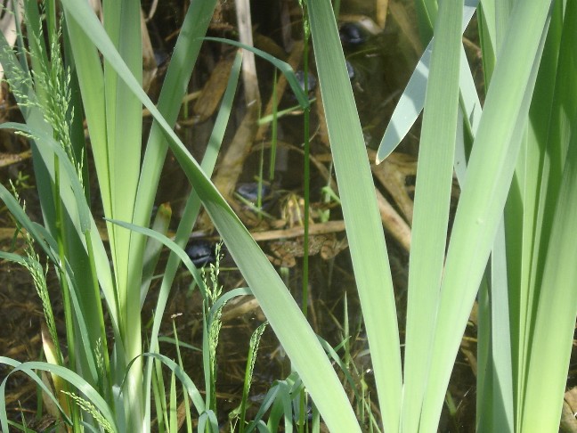 Rane al parco - Pelophylax sp.