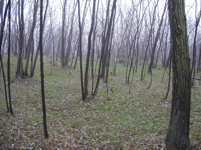 Uscita nei boschi della Brianza (Armillaria mellea)