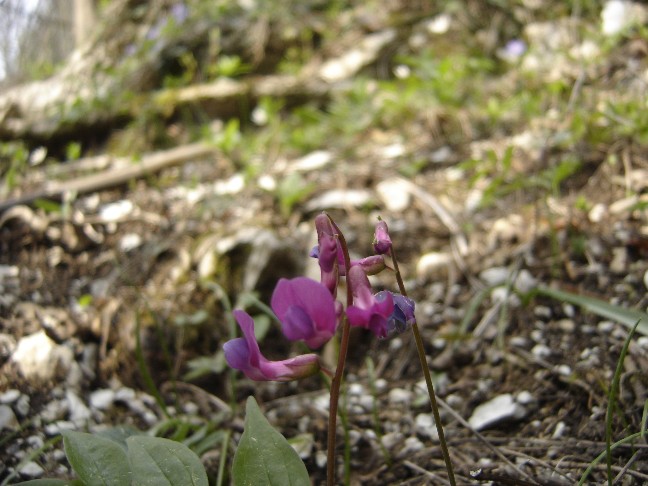 Fiori lilla - Lathyrus vernus