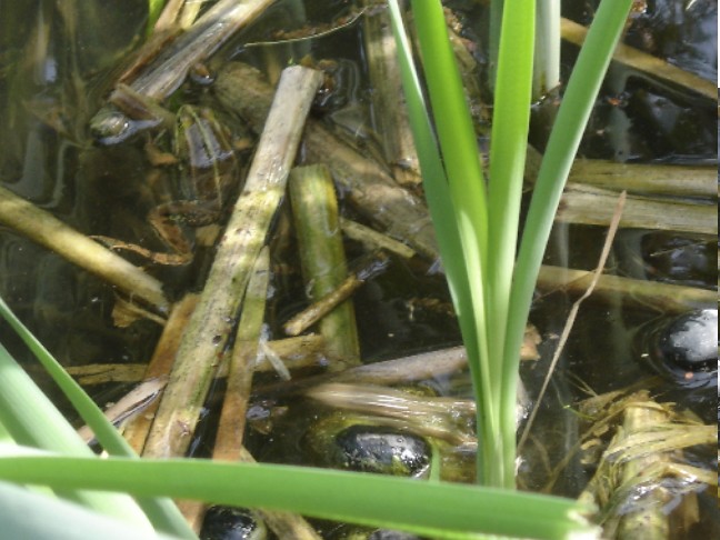 Rane al parco - Pelophylax sp.