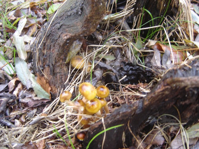 Uscita nei boschi della Brianza (Armillaria mellea)