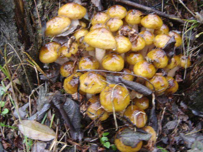 Uscita nei boschi della Brianza (Armillaria mellea)