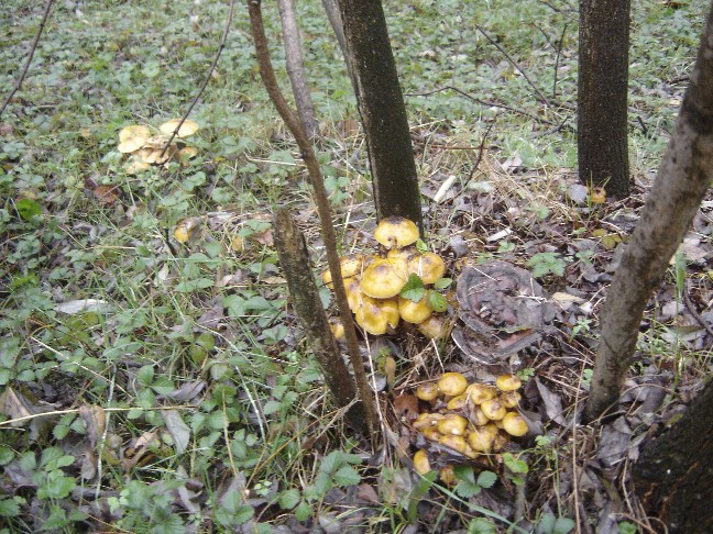 Uscita nei boschi della Brianza (Armillaria mellea)