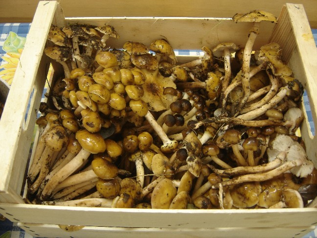 Uscita nei boschi della Brianza (Armillaria mellea)