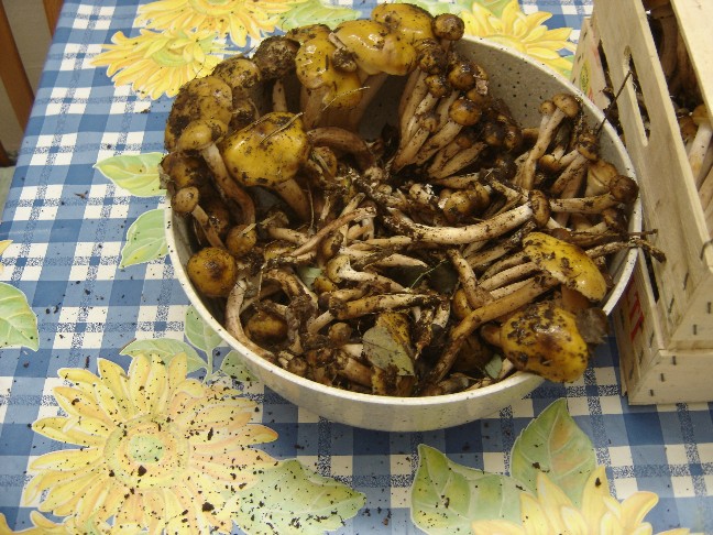 Uscita nei boschi della Brianza (Armillaria mellea)