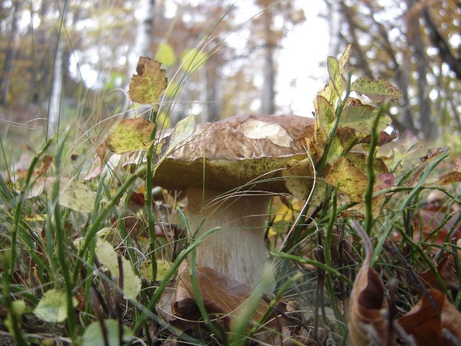 L''autunno  arrivato