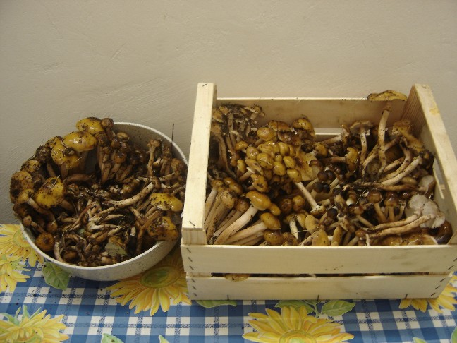 Uscita nei boschi della Brianza (Armillaria mellea)