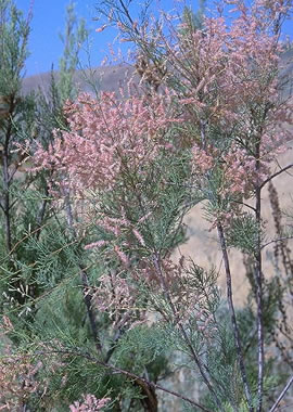 Casuarina equisetifolia (specie coltivata)