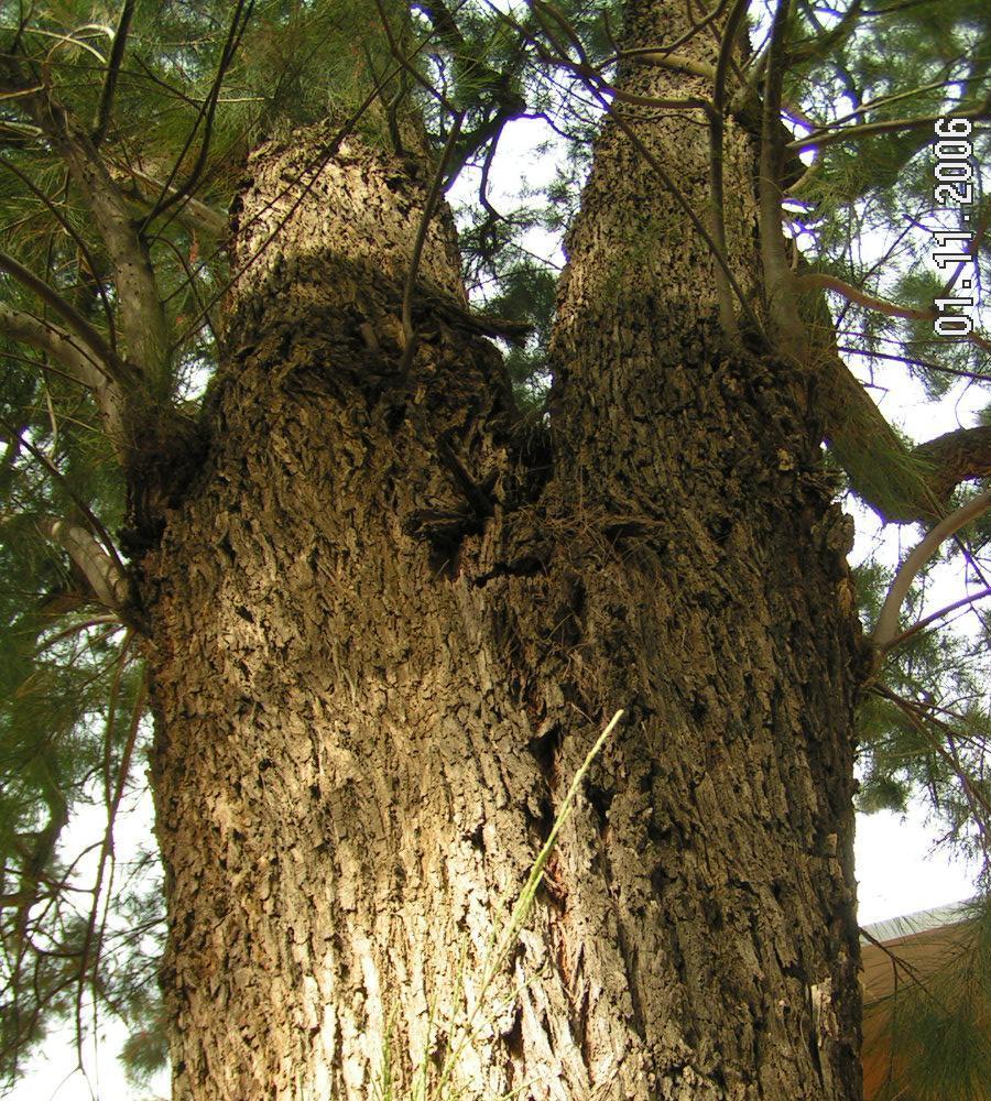 Casuarina equisetifolia?