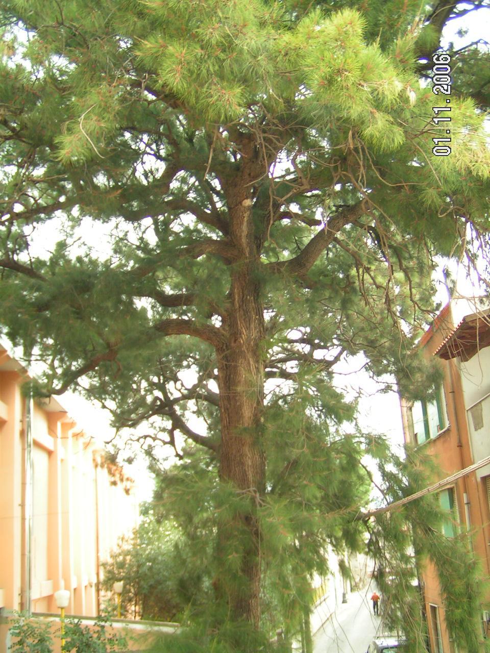 Casuarina equisetifolia (specie coltivata)