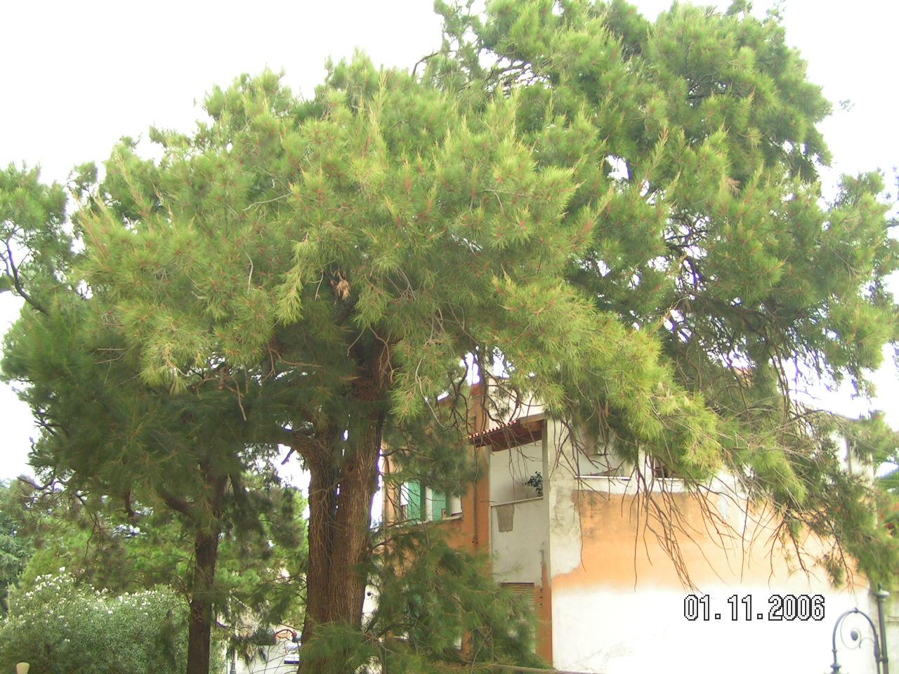 Casuarina equisetifolia (specie coltivata)