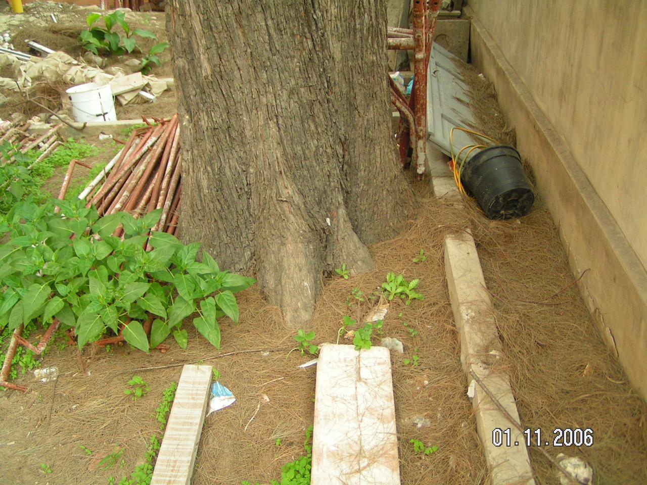 Casuarina equisetifolia?