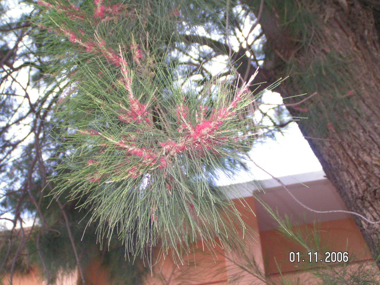 Casuarina equisetifolia (specie coltivata)