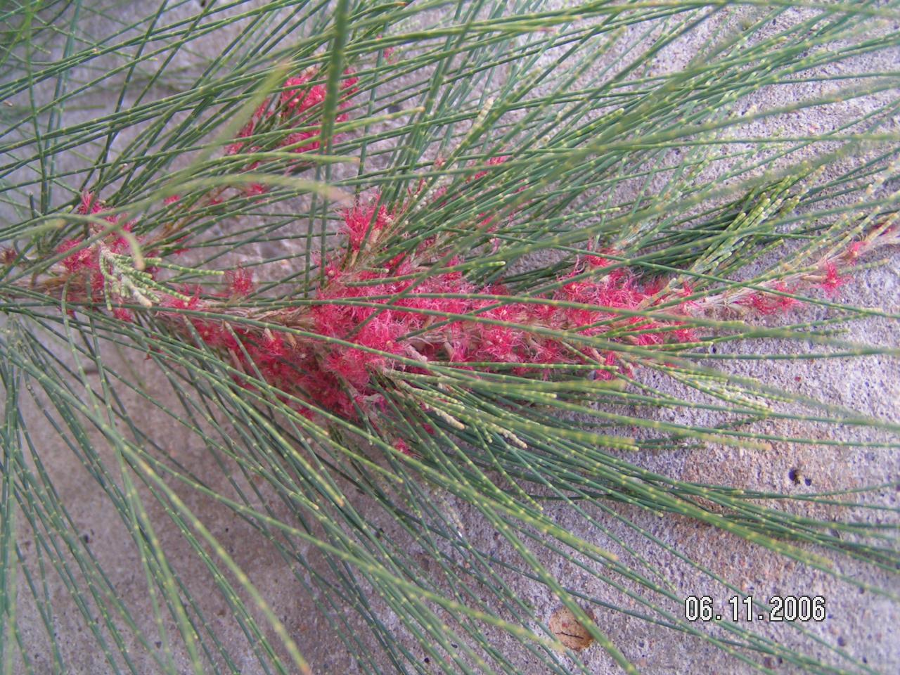 Casuarina equisetifolia (specie coltivata)