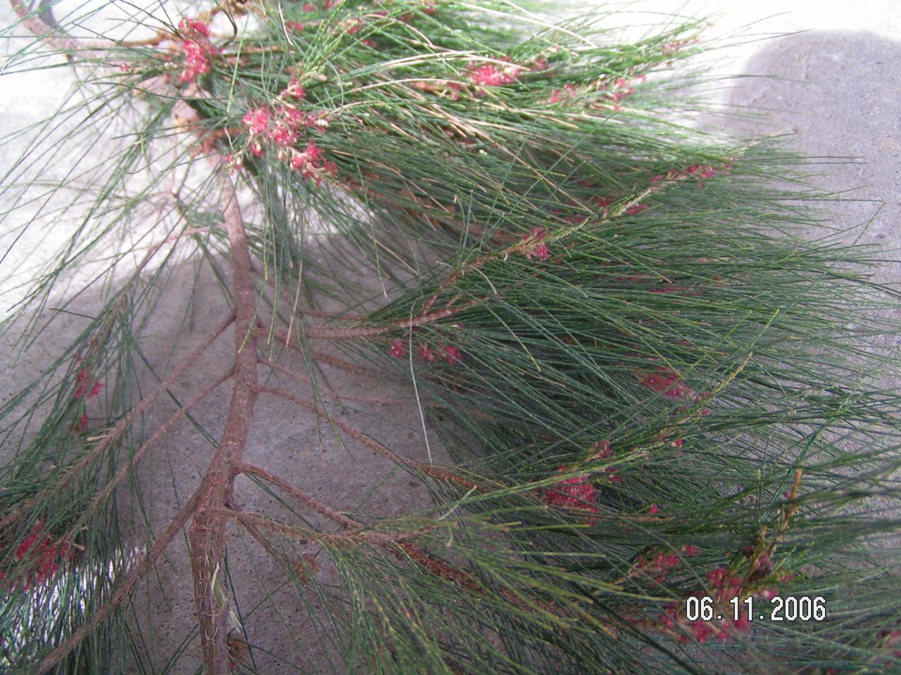 Casuarina equisetifolia (specie coltivata)