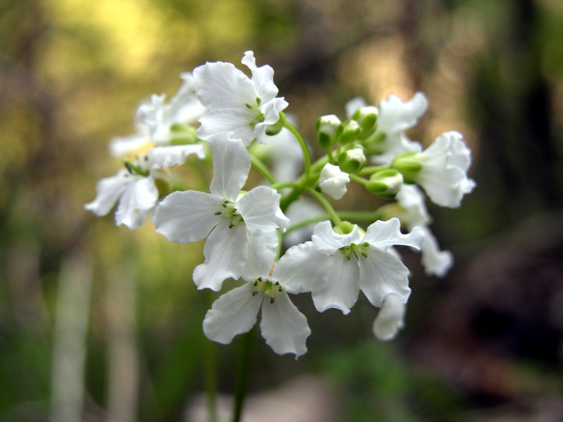 Cardamine trifolia / Dentaria a tre foglie